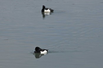 キンクロハジロ 昆陽池公園 2018年3月4日(日)