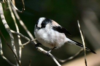 Long-tailed Tit 油山市民の森 Thu, 12/8/2022