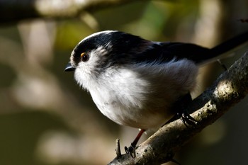 Long-tailed Tit 油山市民の森 Thu, 12/8/2022