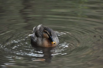 Eastern Spot-billed Duck Higashitakane Forest park Wed, 12/7/2022