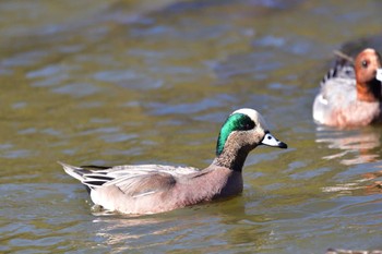 2022年12月7日(水) 鶴岡八幡宮の野鳥観察記録