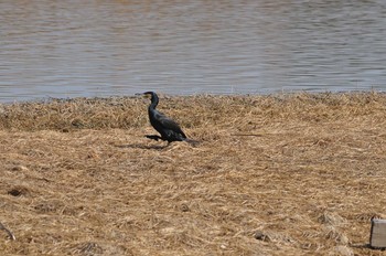 カワウ 昆陽池公園 2018年3月4日(日)