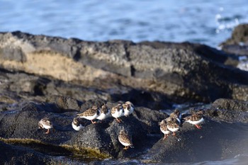 キョウジョシギ 長井漁港 2022年12月7日(水)