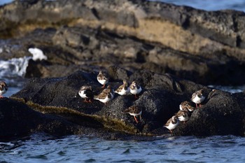 キョウジョシギ 長井漁港 2022年12月7日(水)