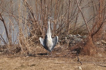 アオサギ 昆陽池公園 2018年3月4日(日)