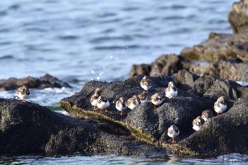 キョウジョシギ 長井漁港 2022年12月7日(水)