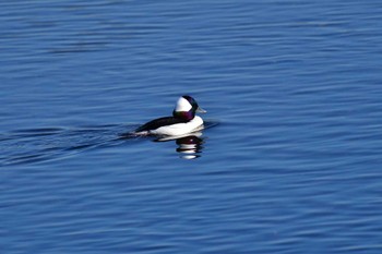 2022年12月8日(木) 多摩川の野鳥観察記録