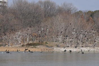 カワウ 昆陽池公園 2018年3月4日(日)