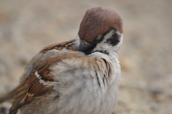 スズメ 昆陽池公園 2018年3月4日(日)