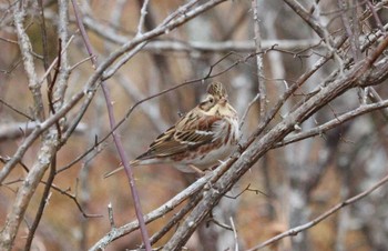 2022年12月8日(木) 段戸裏谷の野鳥観察記録