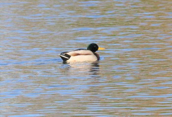 Mallard 豊田市自然観察の森 Thu, 12/8/2022