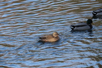 Mallard 豊田市自然観察の森 Thu, 12/8/2022