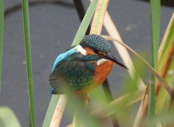 Common Kingfisher 境川遊水地公園 Sun, 12/4/2022