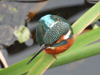 Common Kingfisher 境川遊水地公園 Sun, 12/4/2022