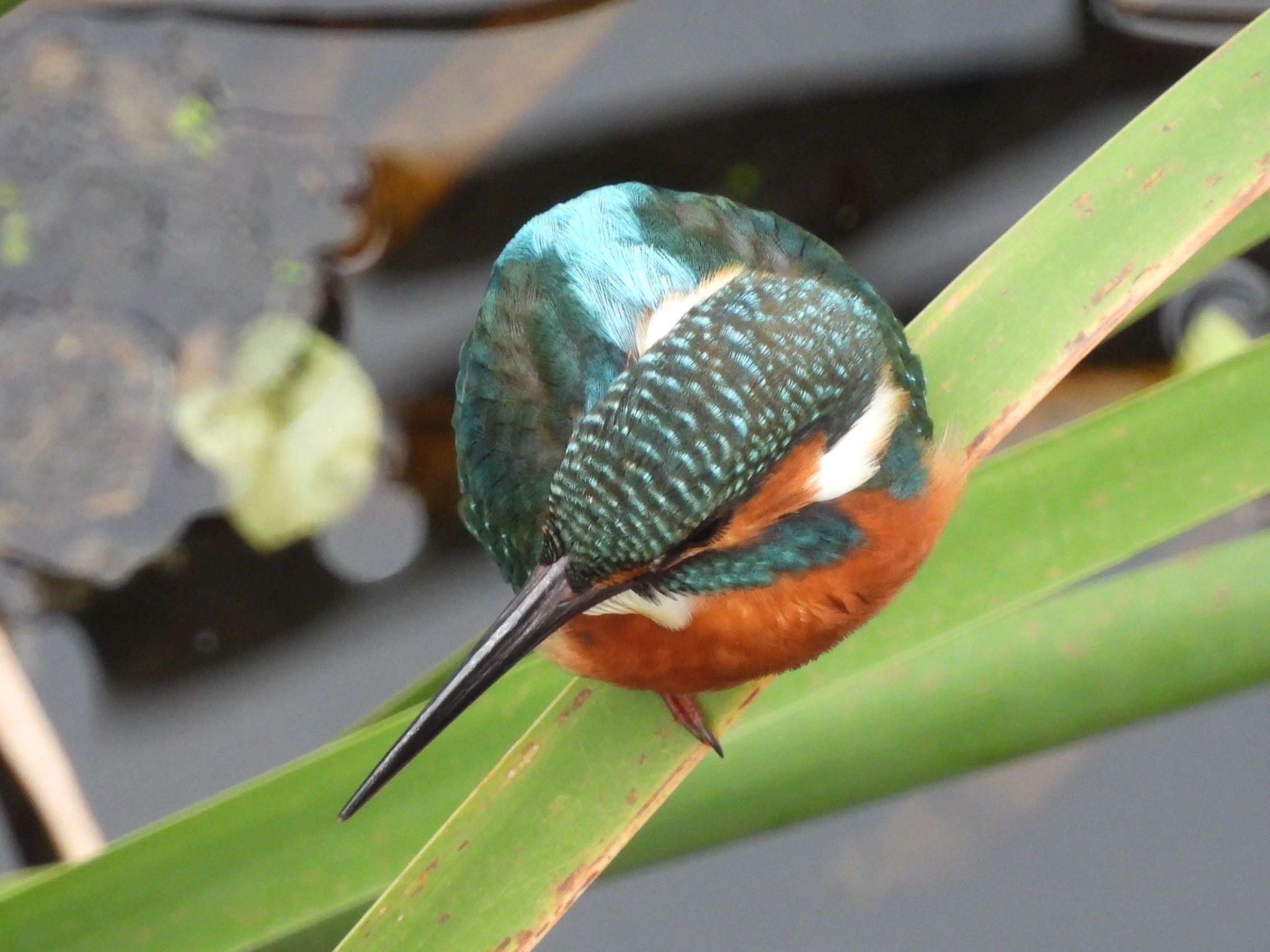 Photo of Common Kingfisher at 境川遊水地公園 by yoshikichi