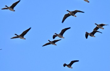 2022年12月2日(金) 長都沼(千歳市)の野鳥観察記録