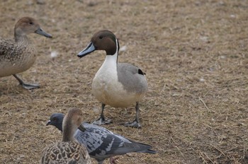 オナガガモ 昆陽池公園 2018年3月4日(日)