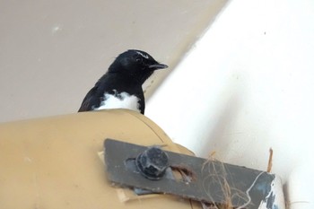 Willie Wagtail ケアンズ Mon, 10/10/2022