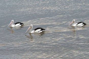 Australian Pelican ケアンズ Mon, 10/10/2022