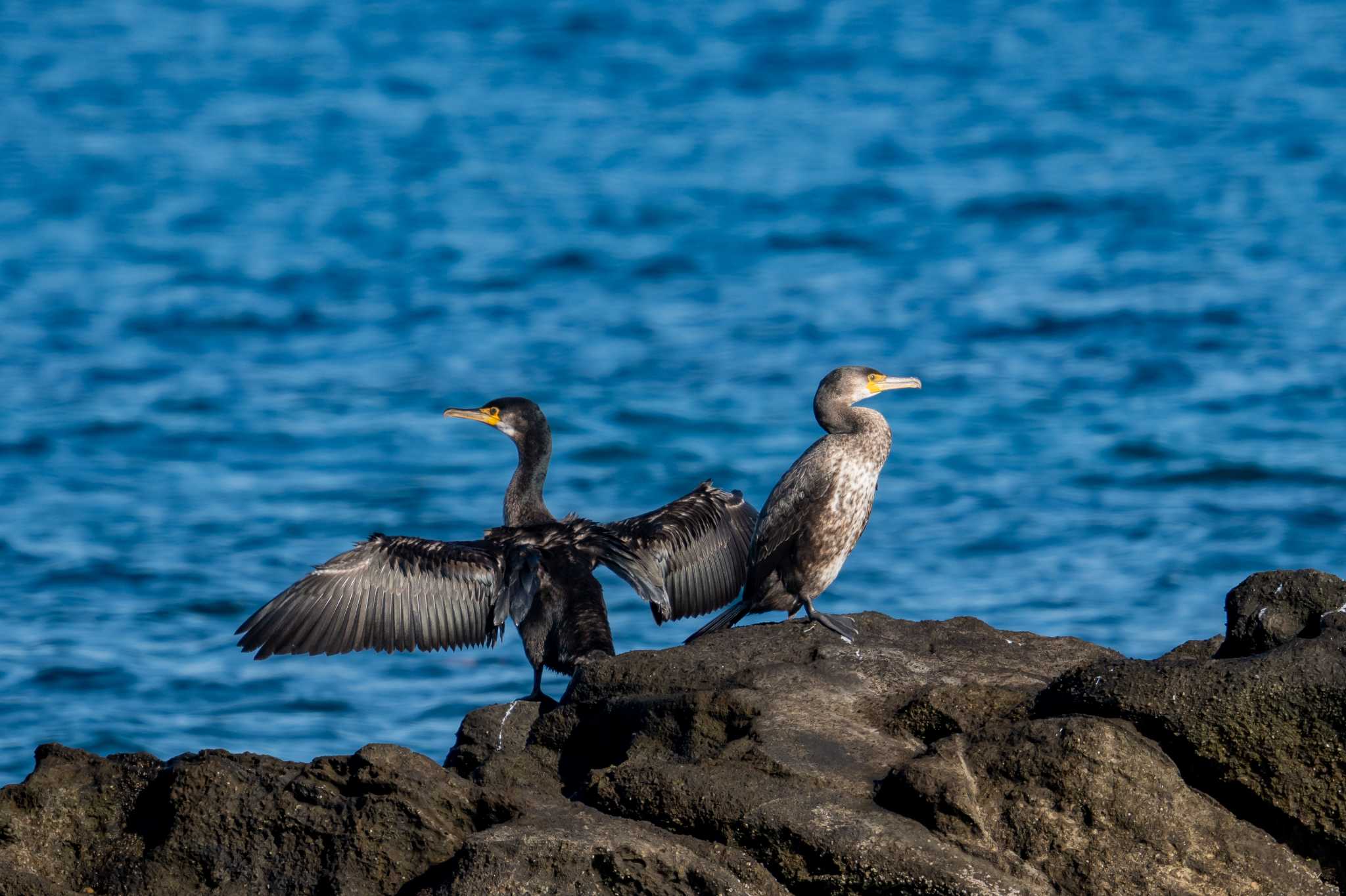 長井漁港 ウミウの写真 by Tosh@Bird