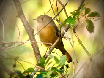 2022年12月7日(水) 浅羽ビオトープの野鳥観察記録