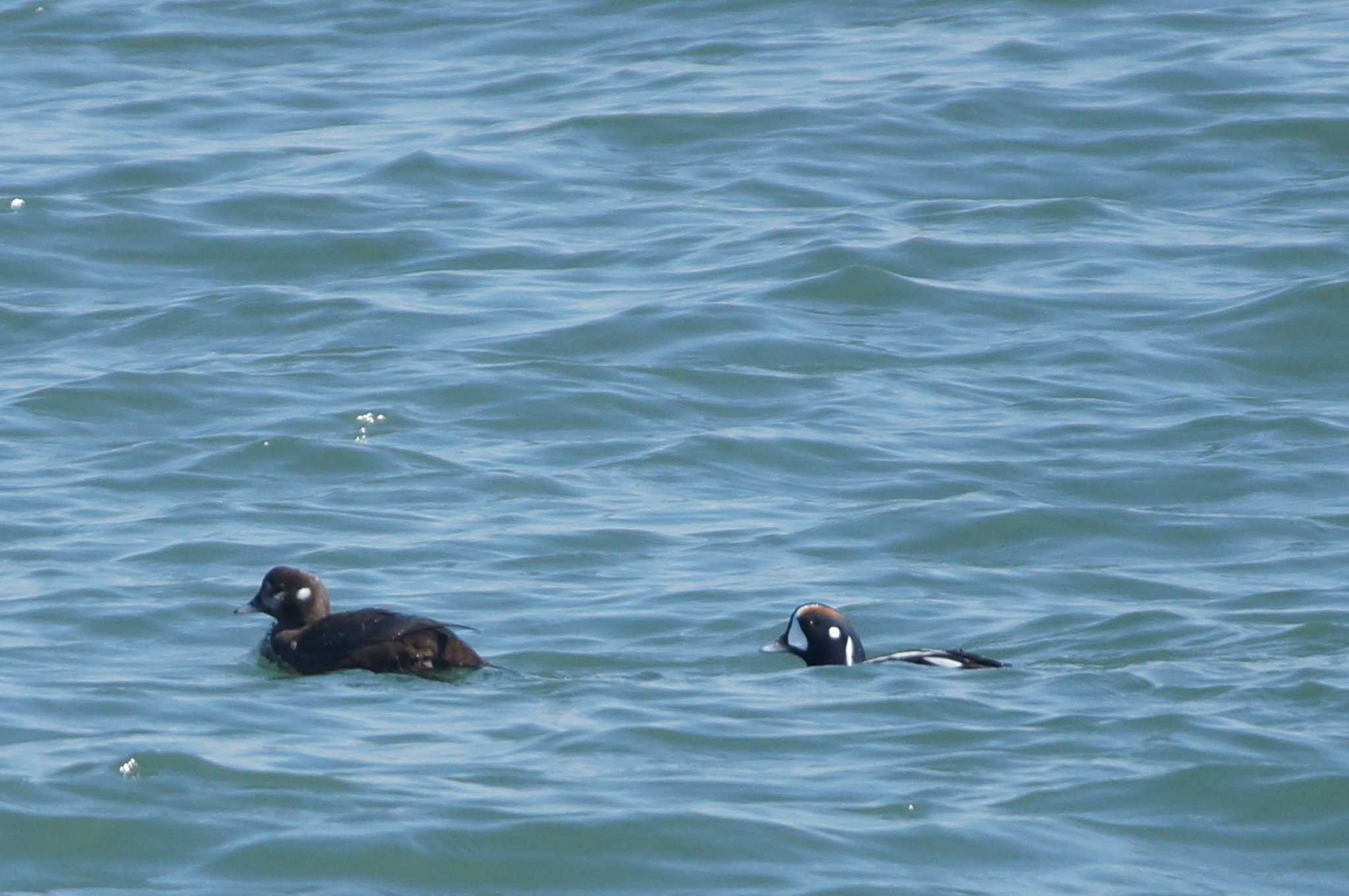 Harlequin Duck