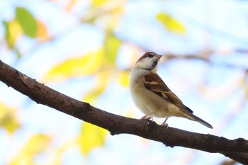 Russet Sparrow 田子の浦港(富士市) Wed, 12/7/2022