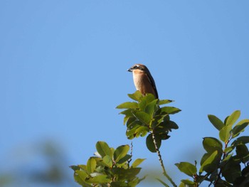 Bull-headed Shrike 川越水上公園 Sun, 10/30/2022