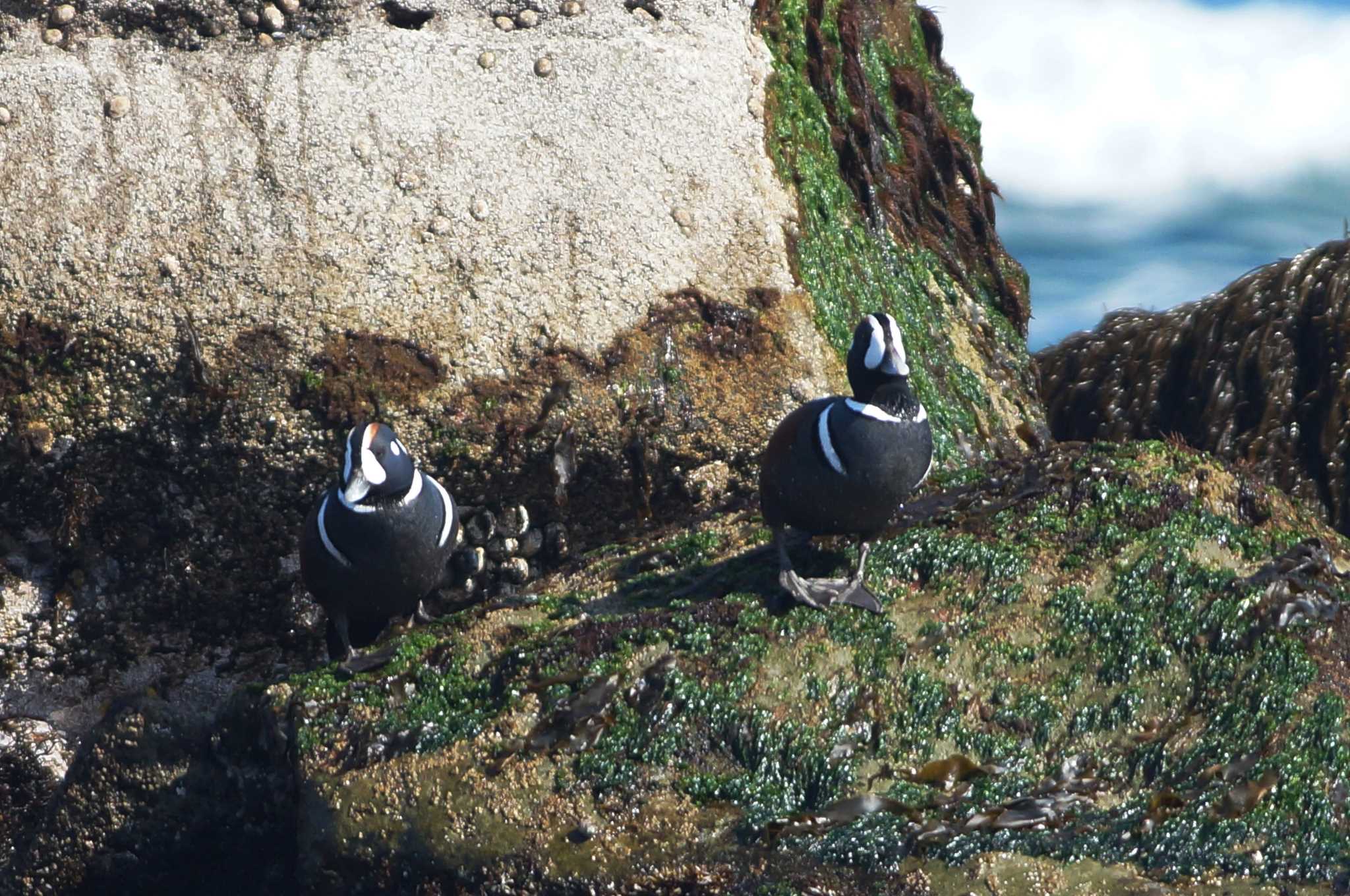 Harlequin Duck