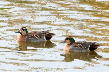 2022年11月26日(土) 境川遊水地公園の野鳥観察記録