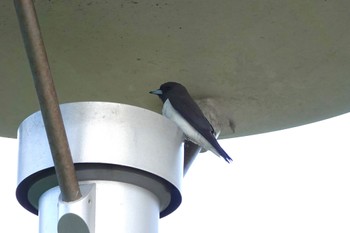 White-breasted Woodswallow ケアンズ Mon, 10/10/2022