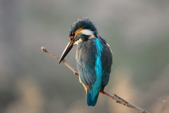 2018年3月4日(日) 舞岡公園の野鳥観察記録