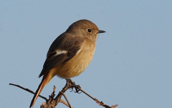 Daurian Redstart 倉敷市藤戸町 Fri, 12/9/2022