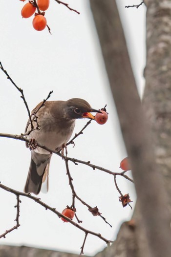 Pale Thrush Miyagi Kenminnomori Fri, 12/9/2022