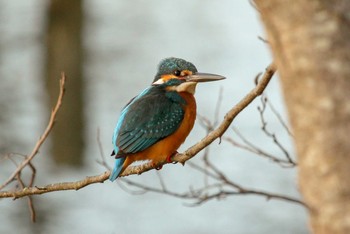 Common Kingfisher Maioka Park Sun, 3/4/2018