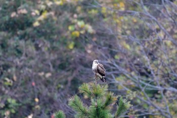 2022年12月9日(金) 長浜公園の野鳥観察記録