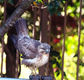 Eastern Buzzard 東京都多摩地域 Wed, 12/7/2022