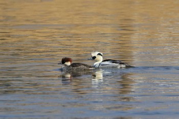 Sat, 3/3/2018 Birding report at 板倉町