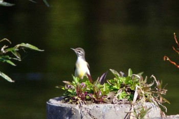 Grey Wagtail 杭瀬川スポーツ公園 Tue, 11/22/2022