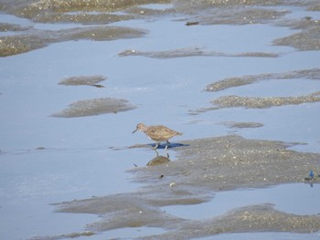 Dunlin Osaka Nanko Bird Sanctuary Sun, 2/18/2018