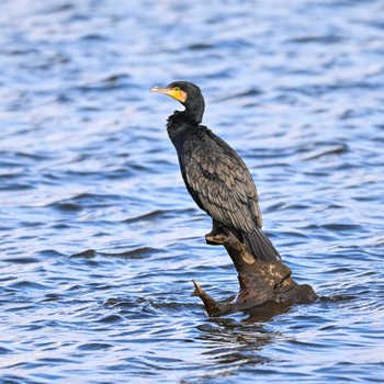 カワウ 多々良沼 2022年12月2日(金)