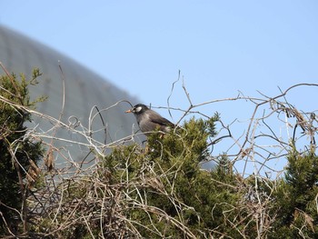 ムクドリ 大阪南港野鳥園 2018年2月18日(日)