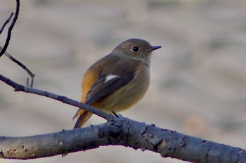 2022年12月8日(木) 鶴ヶ島市の野鳥観察記録