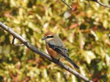 Bull-headed Shrike Osaka Nanko Bird Sanctuary Sun, 2/18/2018