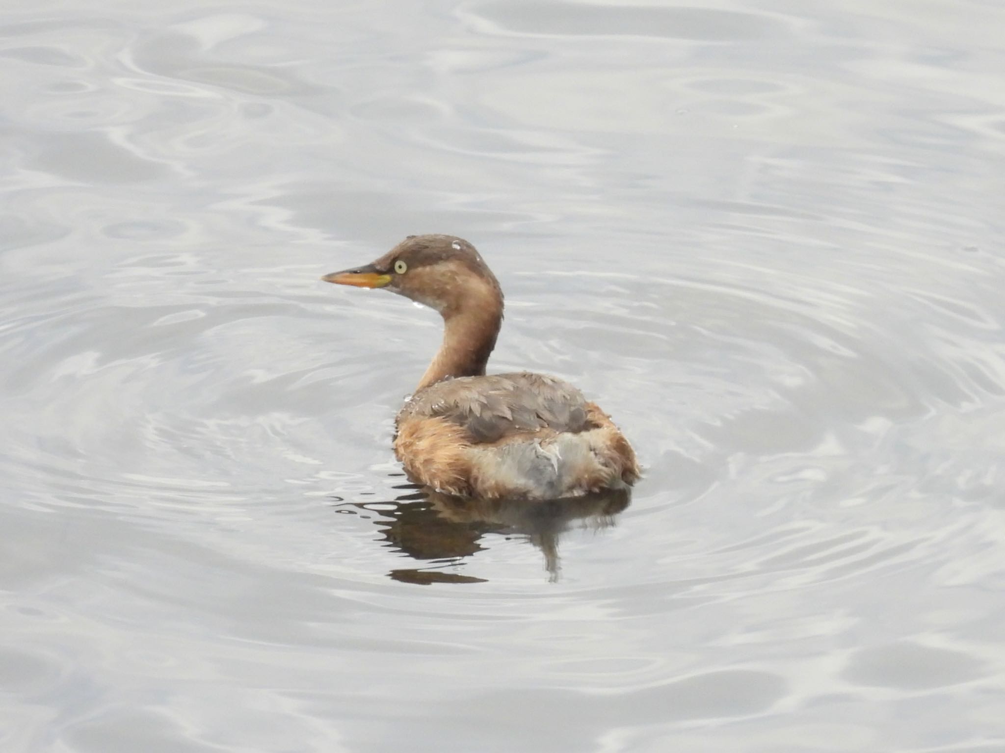 Photo of Little Grebe at 境川遊水地公園 by yoshikichi