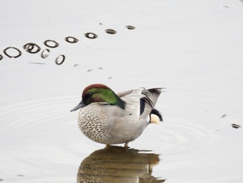 Falcated Duck 境川遊水地公園 Sun, 12/4/2022