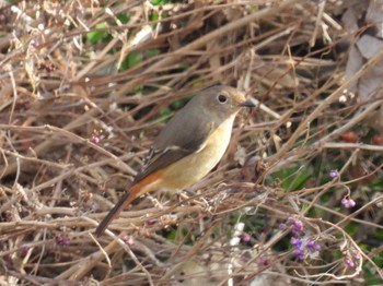 Daurian Redstart 境川遊水地公園 Sun, 12/4/2022