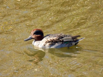 Eurasian Teal 境川遊水地公園 Sun, 12/4/2022