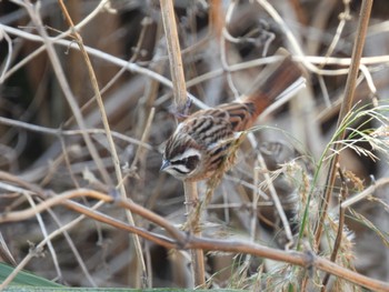 Meadow Bunting 境川遊水地公園 Sun, 12/4/2022