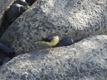 Grey Wagtail 境川遊水地公園 Sun, 12/4/2022